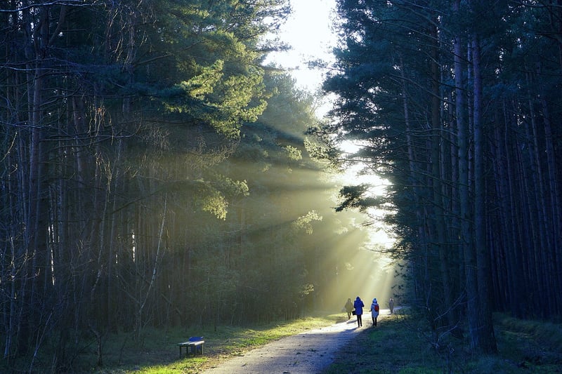 Forest Walk